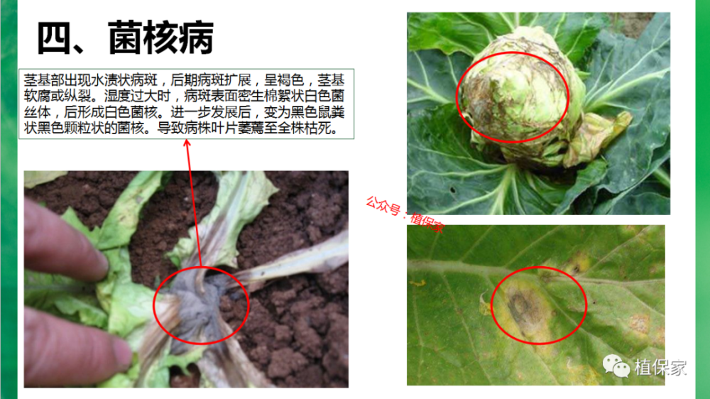 植保叶菜常见病虫害高清图谱青菜油麦菜生菜白菜6710月份桃树如何