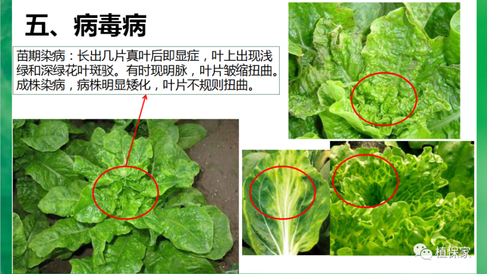 植保叶菜常见病虫害高清图谱青菜油麦菜生菜白菜6710月份桃树如何
