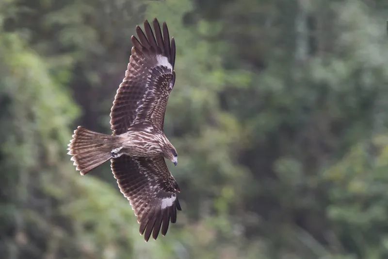肖亚豪凉山的鹰