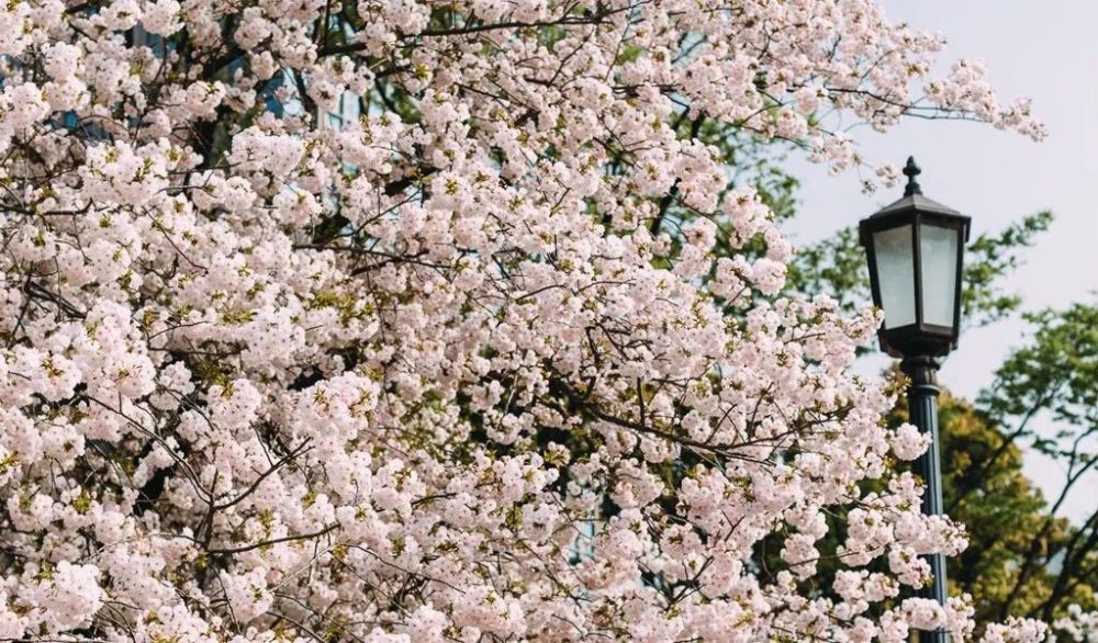 诗经|《诗经》中的10句神句，道破人生！