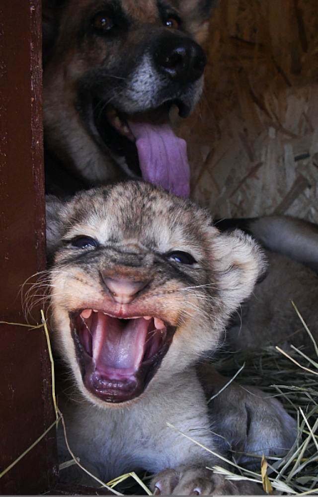 俄罗斯_军事|冷战时期前苏联飞行器“里海怪兽”将展出，像飞机，又像船