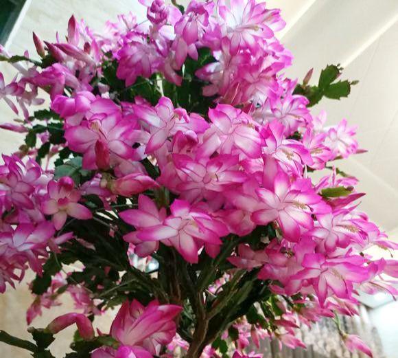 10月养此 花 花艳开花长 一开5个月 爆成 大花球 蟹爪兰 花卉