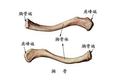 锁骨一高一低一上一下该如何调整