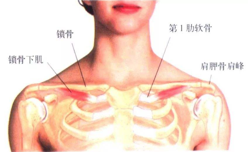 锁骨一高一低一上一下该如何调整