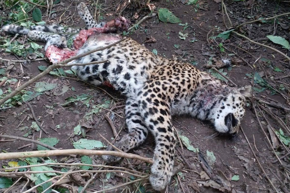 花豹遭到老虎袭击逃脱的几率有多大