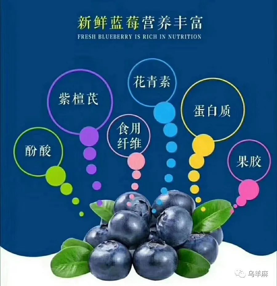 关于蓝莓的简介