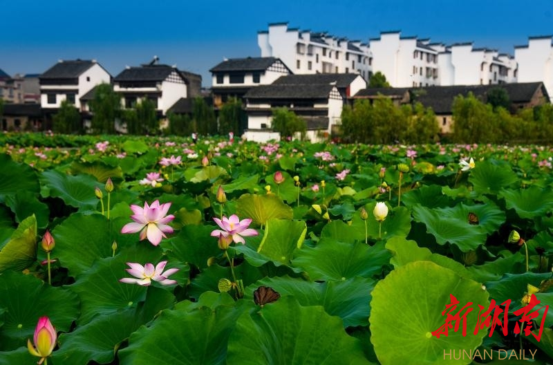 泸溪县浦市镇万荷园(陈建国 摄)保靖县吕洞山下祭茶祖双节期间,为保证