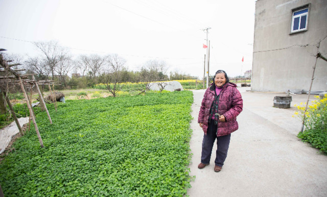 农村这种草曾用来喂猪如今成高档美食