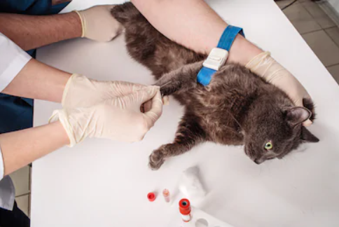 猫炎性肠炎-IBD：病因复杂、诊断困难、难以治愈！_腾讯新闻