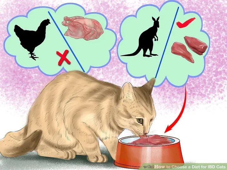 猫炎性肠炎-IBD：病因复杂、诊断困难、难以治愈！_腾讯新闻