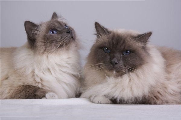 伯曼猫,能明确知道主人的喜好,它做的一切都是为了让主人开心_腾讯新