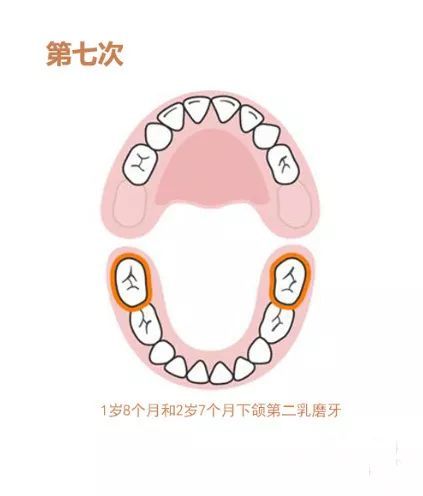 大部分寶寶的牙齒會按照以下圖片的順序生長:出牙順序:美國牙科協會