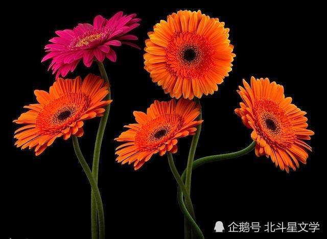 帝女|《七律 秋菊》十一首 天之骄子