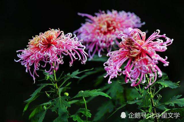 帝女|《七律 秋菊》十一首 天之骄子