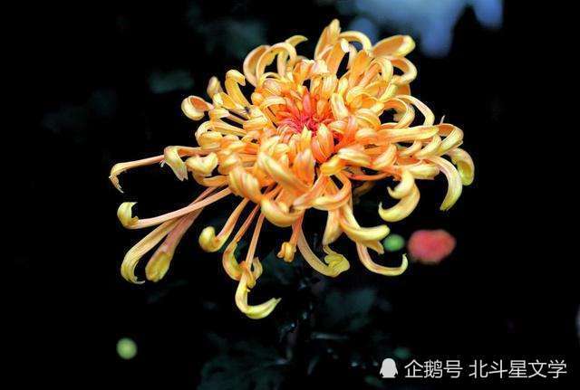 帝女|《七律 秋菊》十一首 天之骄子