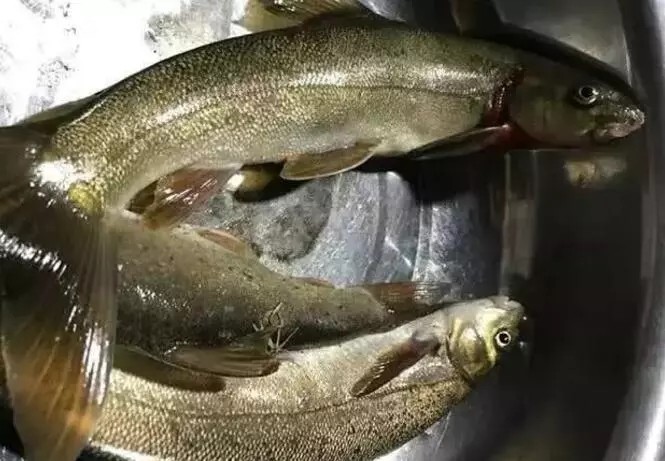 巫溪洋鱼:杜甫曾作"鱼知丙穴由来美"的诗句来赞美它_腾讯新闻