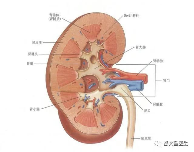 肾脏的结构 腾讯网