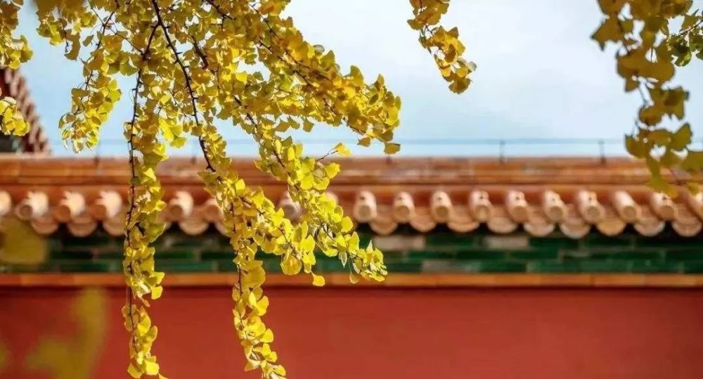 北京|北京的秋天，谁不爱呢？