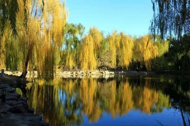 北京|北京的秋天，谁不爱呢？