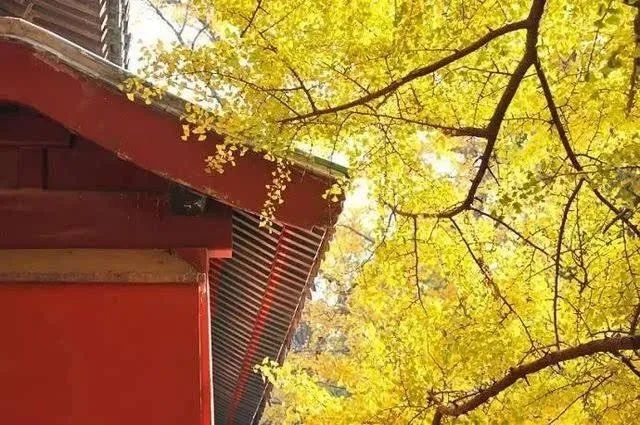 北京|北京的秋天，谁不爱呢？