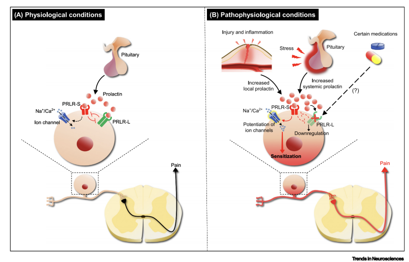 痛觉|脑科学顶刊导读63期：痛觉神经机制中性别差异的定性描述