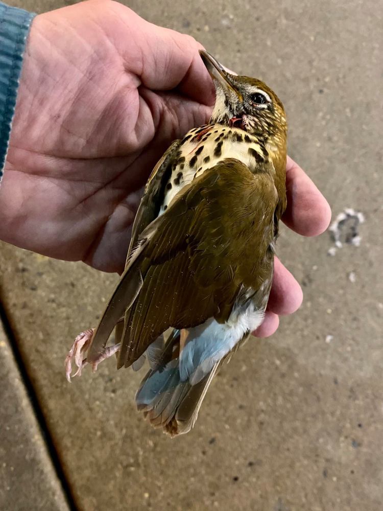 气温骤降费城数千只鸟儿飞入摩天大楼撞上玻璃死鸟横尸遍地