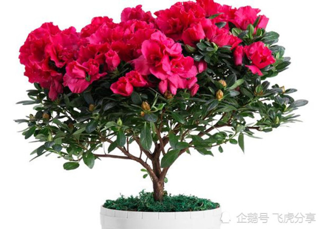 秋末到初春养茶花和杜鹃花 需做好三点 做不好叶子哗哗掉 杜鹃花 茶花 花卉