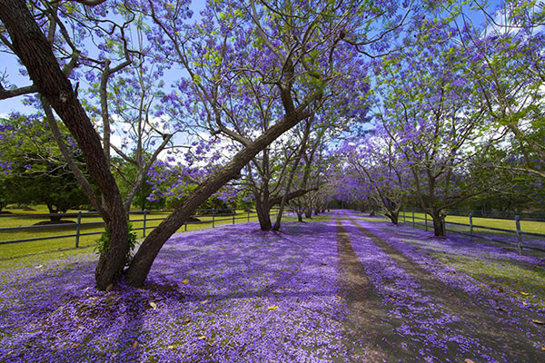 蓝花楹什么时候开 蓝花楹 花卉 乔木