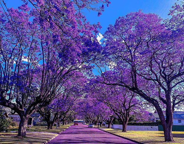 蓝花楹什么时候开 蓝花楹 花卉 乔木
