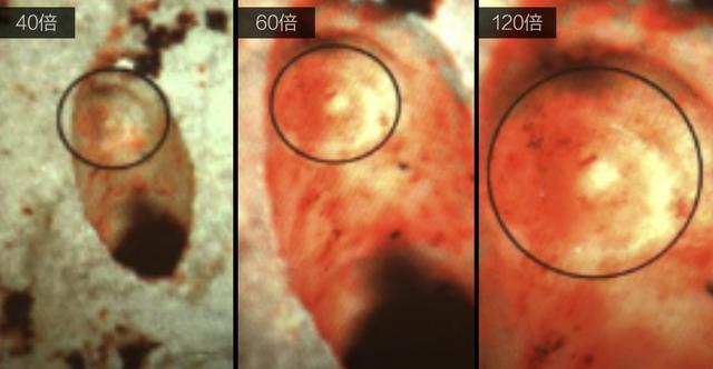 考古|惊天的凌家滩遗址，位于北纬31度线上，挖出许多玉器却没有人骨