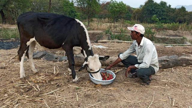 奶牛|如果喂奶牛吃草莓，能挤出草莓味的牛奶吗？