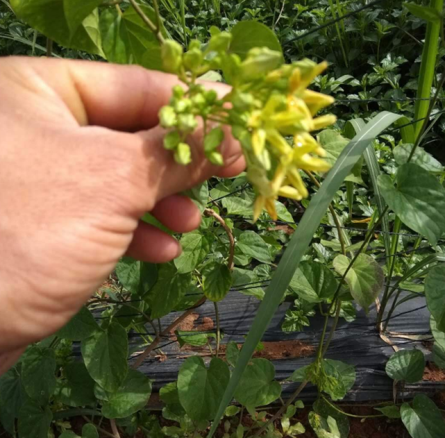 月下芬芳的夜来香 花美味甜 种在阳台刚刚好 夜来香 阳台 窗户