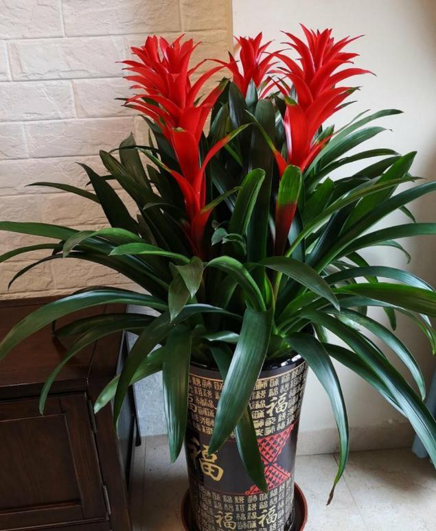 鸿运当头作为凤梨科属花卉,颜值高,寓意好!满足5点年年开花