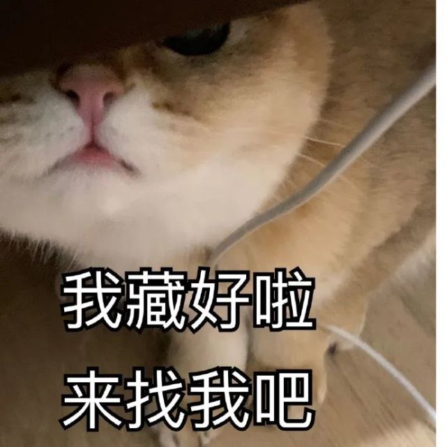 猫咪表情包我藏好了来找我吧