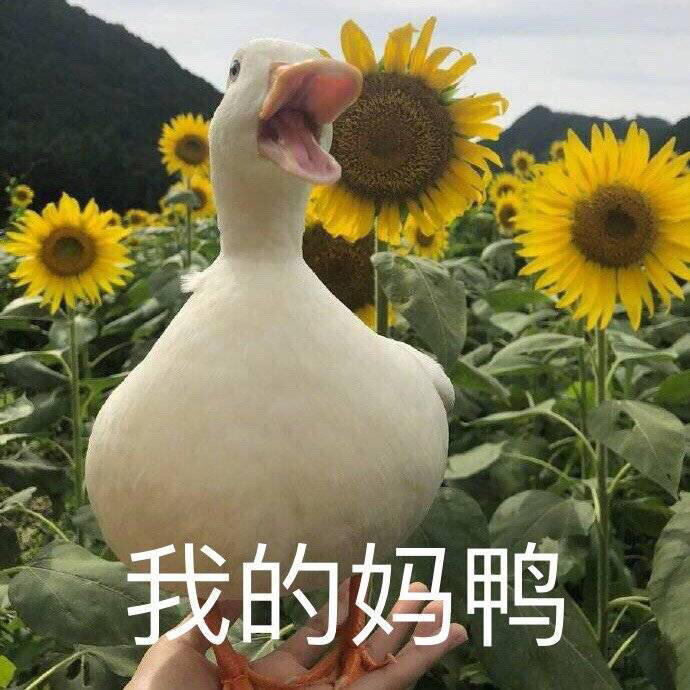 沙雕生日文案