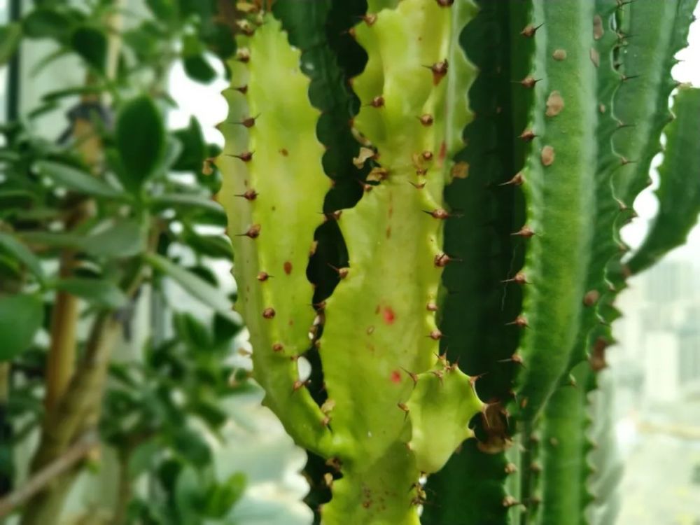 霸气的龙骨出状况,直接砍头扦插,还能促生成塔型,可谓一举多得