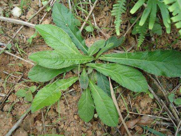 地胆草|它是野生“地胆草”，田间地头随处见，看似不起眼，却是珍贵药材