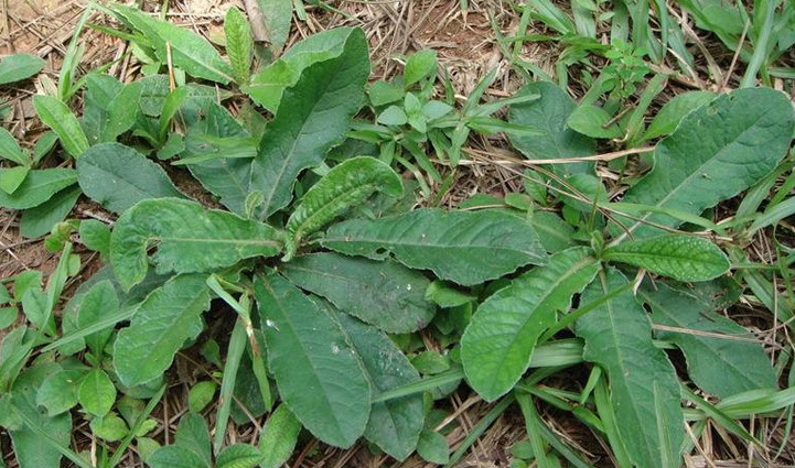 地胆草|它是野生“地胆草”，田间地头随处见，看似不起眼，却是珍贵药材
