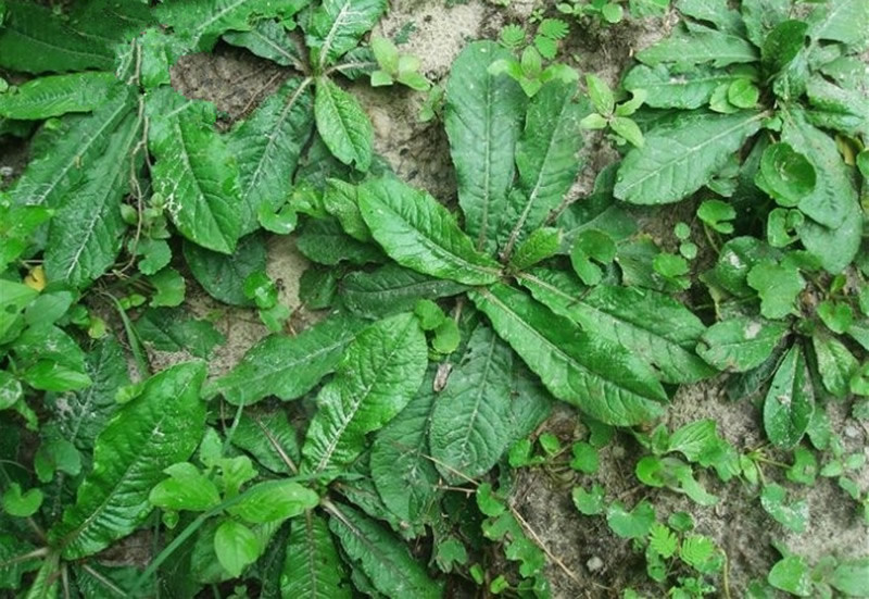 地胆草|它是野生“地胆草”，田间地头随处见，看似不起眼，却是珍贵药材