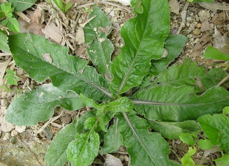 地胆草|它是野生“地胆草”，田间地头随处见，看似不起眼，却是珍贵药材