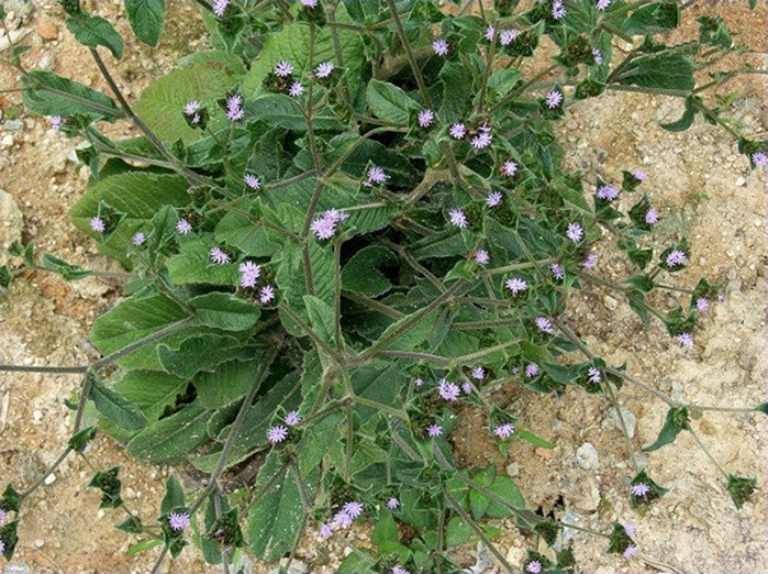 地胆草|它是野生“地胆草”，田间地头随处见，看似不起眼，却是珍贵药材