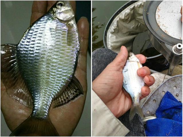 湖北釣魚人釣起巨型鰟鮍魚網友跟鯽魚雜交了