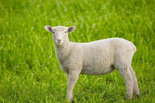 生肖羊 不瞒你说 就在10月30号会有 大喜事 上门 确定不接 生肖羊 贵人 运势 偏财