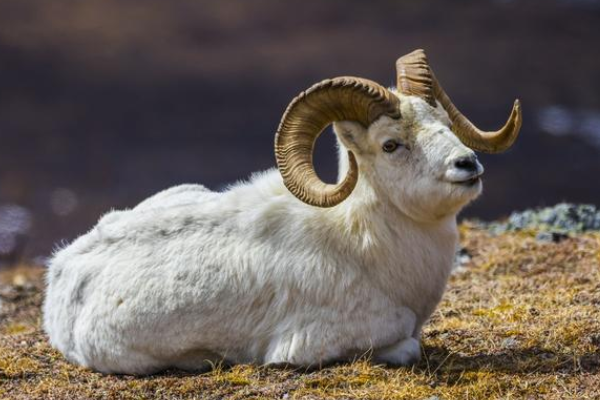 生肖羊 不瞒你说 就在10月30号会有 大喜事 上门 确定不接 生肖羊 贵人 运势 偏财