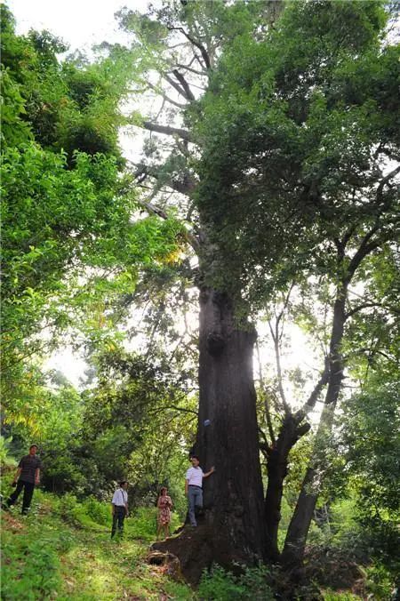 昆明祿勸縣茂山鎮的500年黃杉古樹,圖源:昆明發布依託這棵古老的黃杉