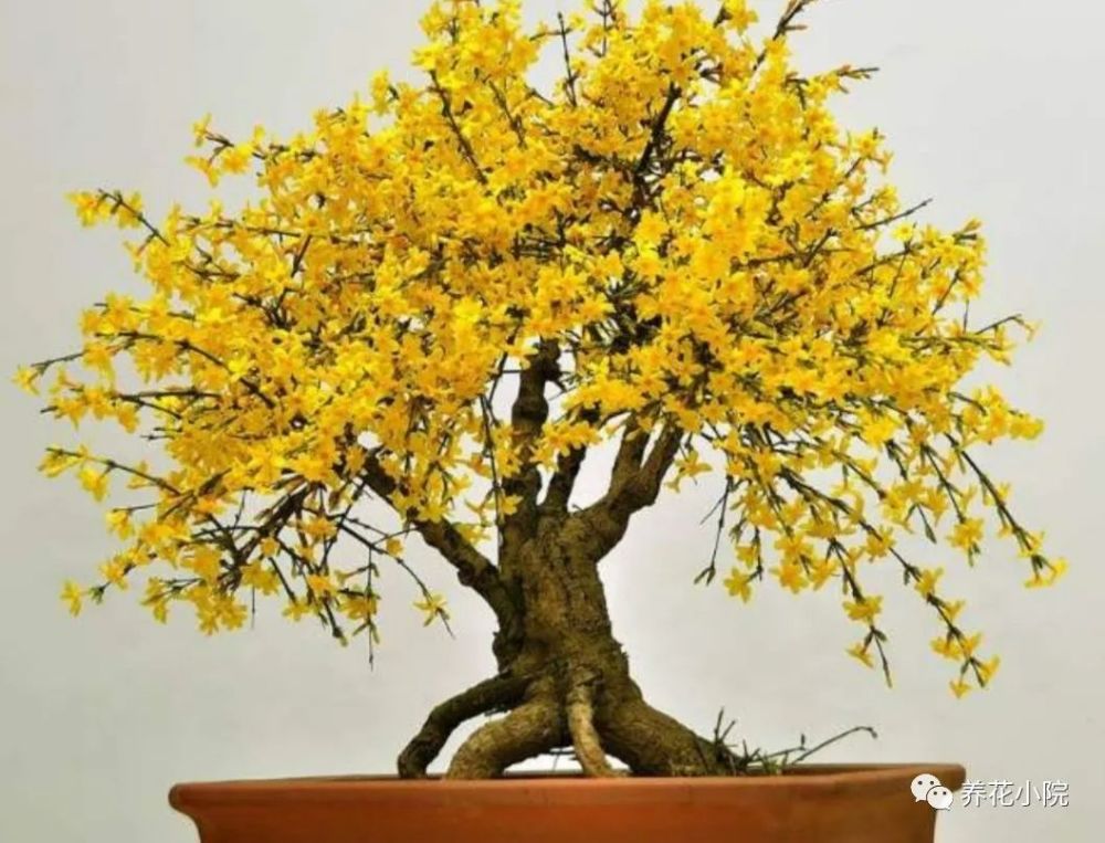 养迎春花盆景 10月补上 1种肥 花芽长得多 腾讯新闻
