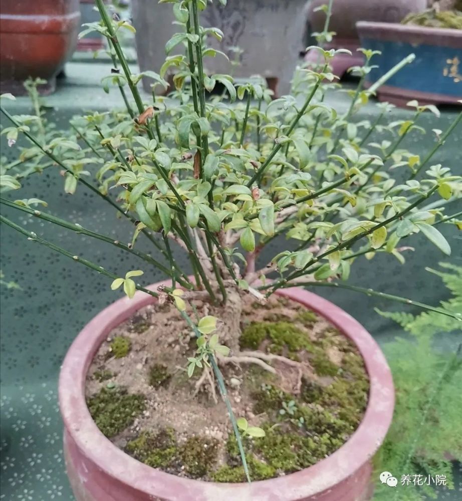 养迎春花盆景 10月补上 1种肥 花芽长得多 腾讯新闻