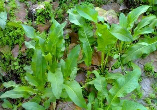 "彼汾沮洳,言其采莫"十一,见于《魏风·汾沮洳》中的"彼汾一曲,言其采