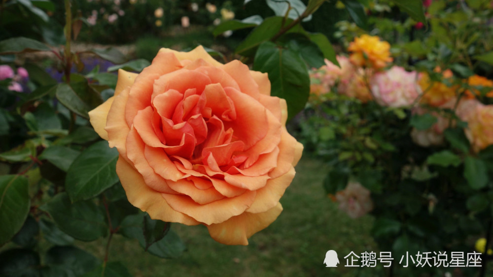 10月10日星座运势触底反弹 东山再起的四大星座 腾讯新闻