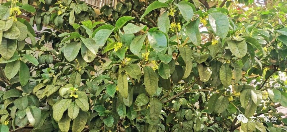 嫦娥|关于月亮的诗性推理